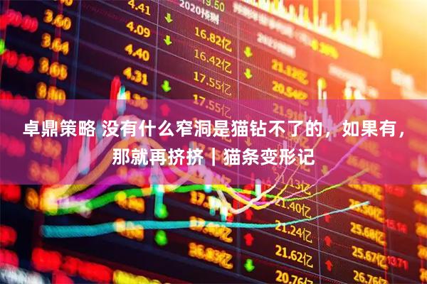 卓鼎策略 没有什么窄洞是猫钻不了的，如果有，那就再挤挤｜猫条变形记